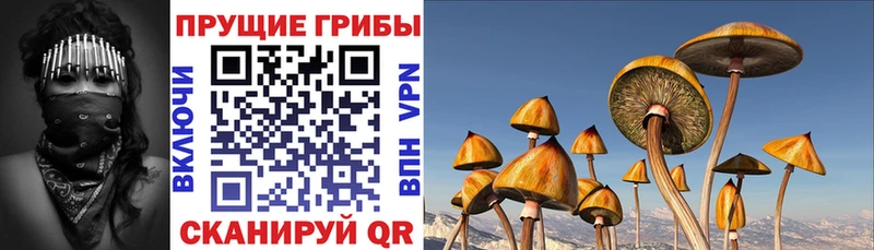 блэк спрут ссылка  Каргополь  Псилоцибиновые грибы GOLDEN TEACHER 